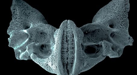 CIENCIA Y FOTOGRAFIA